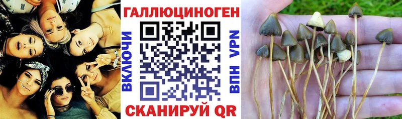Купить  Набережные Челны  Галлюциногенные грибы Magic Shrooms 